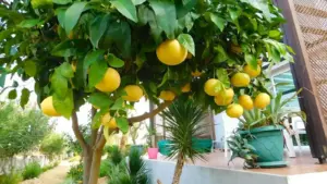 מרינה קריסטל ביי