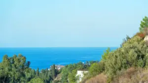 Орхидея Кирения