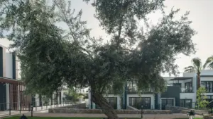 <p>باغ نخل</p>